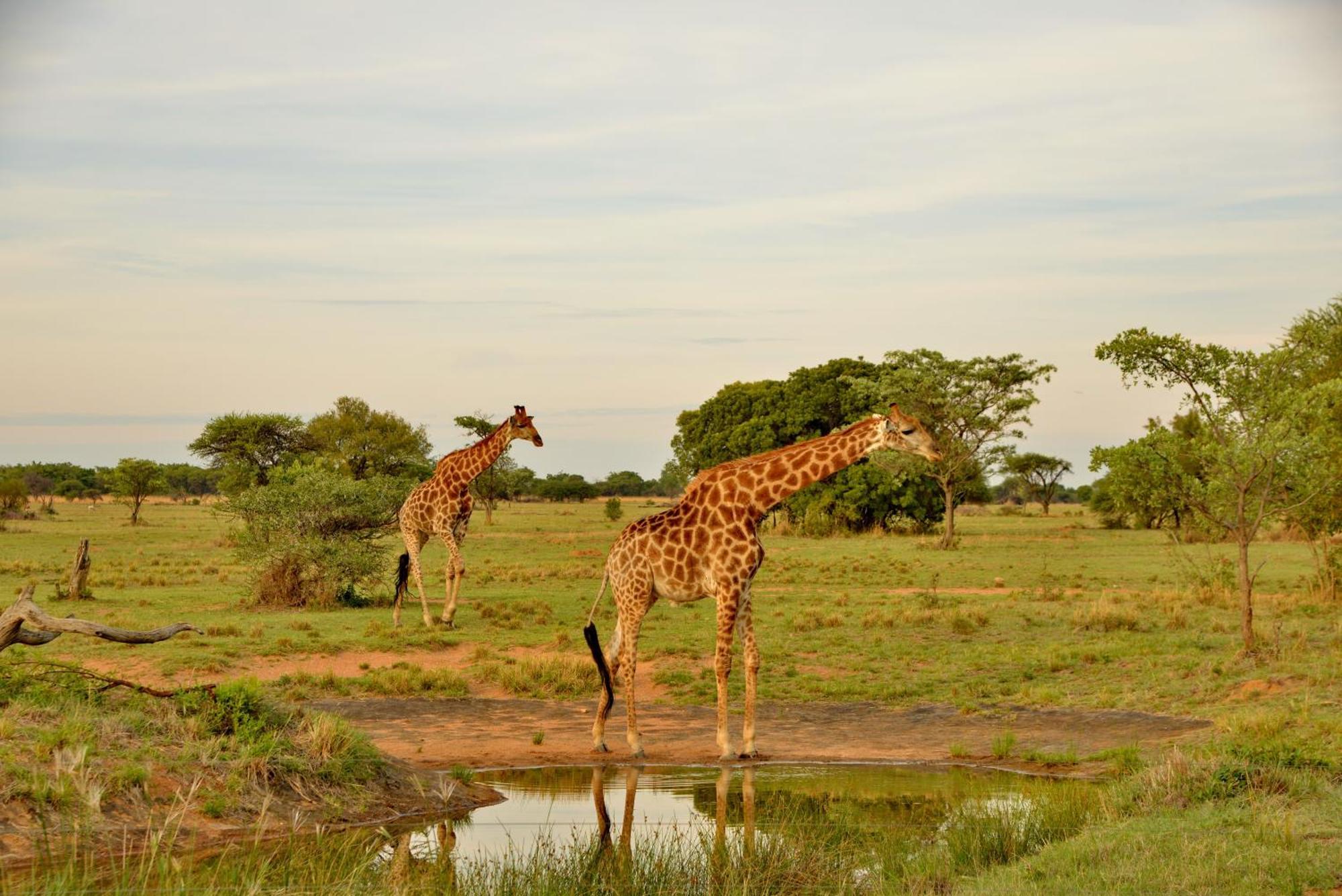 Villa Safari Plains à Mabula Game Reserve Extérieur photo